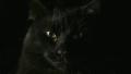 black cat close up 2-1920x1080