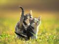 chats10