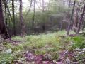 Forest(03)