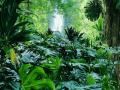 foret1