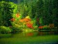 foret2