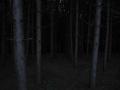 foret4