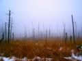 foret7
