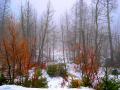 foret8