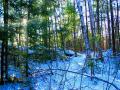 foret9