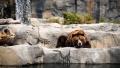 02539 bearslife 1920x1080
