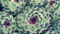 02703 succulentsraindrops 1920x1080