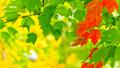 02719 autumnbloom 1920x1080