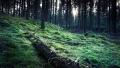02727 mossy 1920x1080