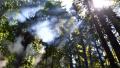 02733 breakingthroughthetrees 1920x1080